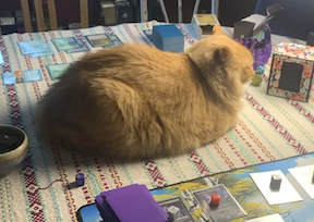 orange cat lying on a patterned tablecloth among game pieces